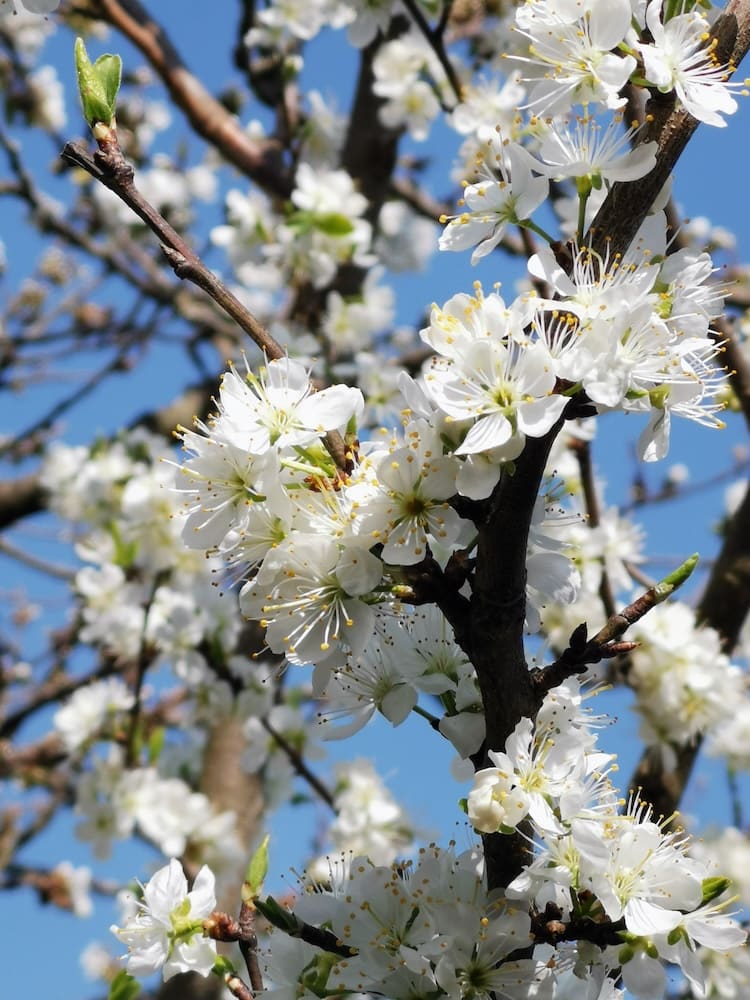 cerisier en fleurs cerisier en fleurs