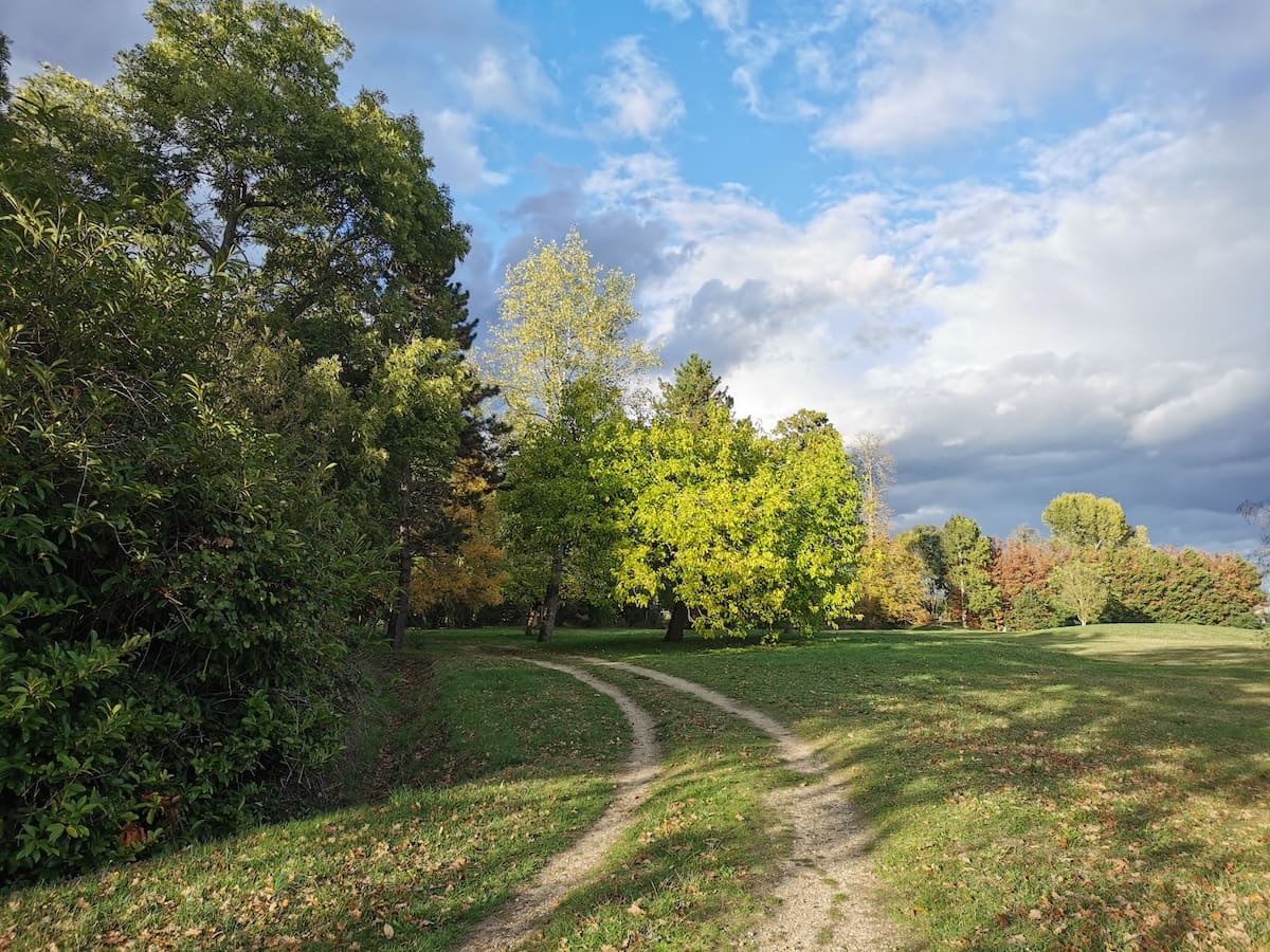 chemin cerisier en fleurs