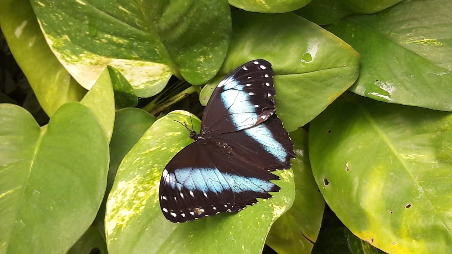 papillon
